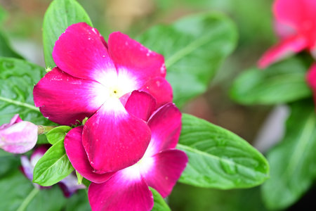 periwinkle flowers in the garden,vinca roseaの写真素材