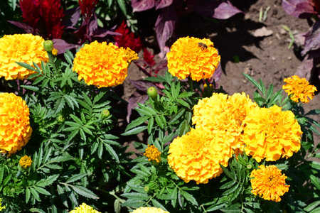 Marigold flowers in the garden on a sunny summer day.の写真素材