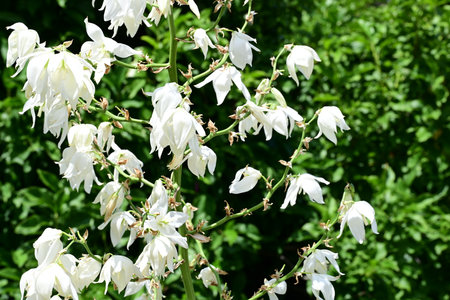 White flowers of yucca plant in the garden on a sunny dayの写真素材