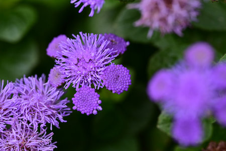 Purple flowers of Ageratum houstonianum close upの写真素材