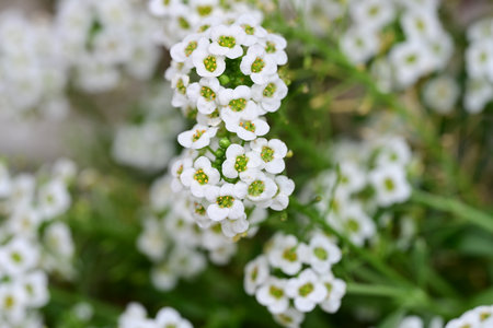 Beautiful little white flowers in the garden. Selective focus.の写真素材