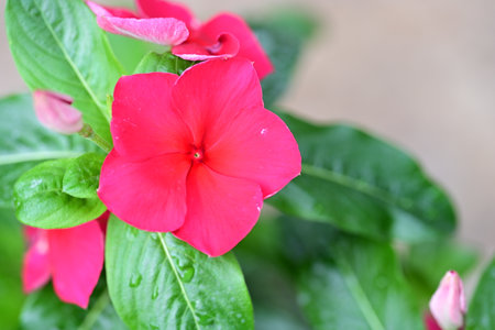 periwinkle flower, Madagascar periwinkle, Catharanthus roseusの写真素材