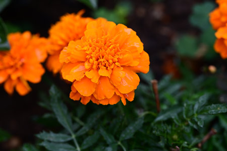 Orange marigold flowers in the garden. (Tagetes erecta L.)の写真素材