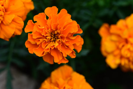 Beautiful orange marigold flowers in the garden, stock photoの写真素材