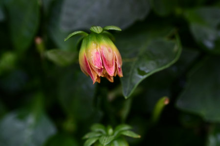 Dahlia flower in the garden, close-up, selective focusの写真素材
