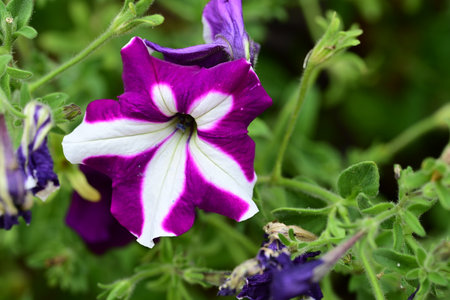 Petunia is a genus of flowering plants.の写真素材