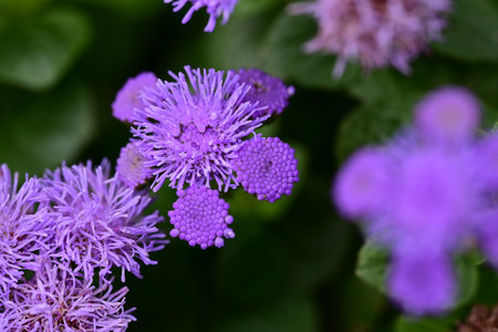 Purple scabious (Ageratum hortensis) flowers.