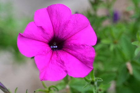 Pink petunia flower blooming in the garden, stock photoの写真素材