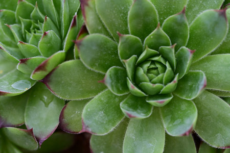 Succulent plant close-up, top view. Natural backgroundの写真素材