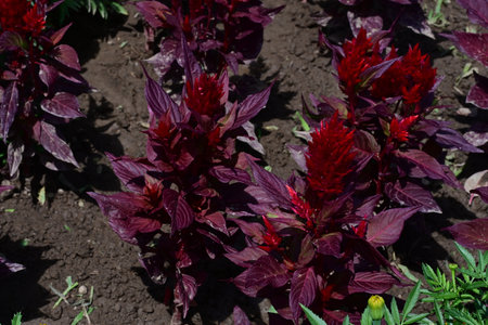 Celosia argentea is a species of flowering plant in the Amaranth family.