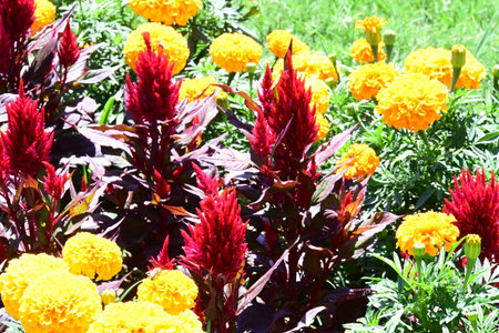 Colorful flowers in the garden, close up of yellow and red flowers