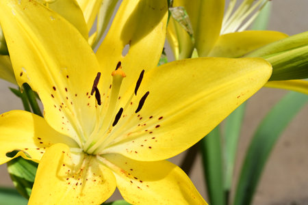 Yellow lily flowers in the garden close-up macro photography.の写真素材