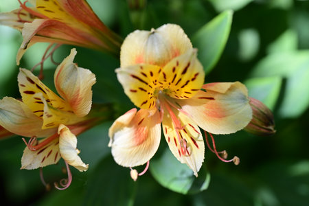Alstroemeria flower in the garden, close-up.の写真素材