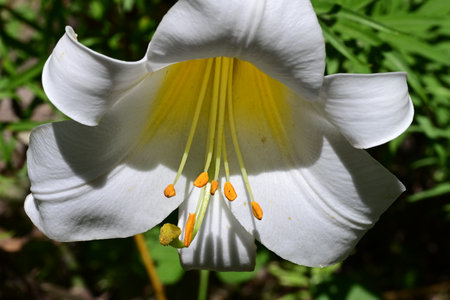 White lily with yellow stamens and pistils close upの写真素材