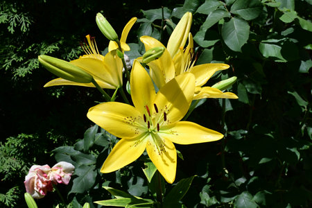 Yellow lily on a background of green leaves in a summer gardenの写真素材