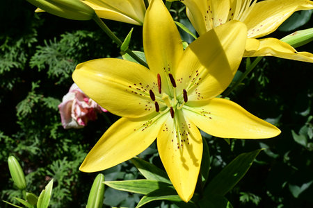 Yellow lily with green leaves in the garden, close-upの写真素材