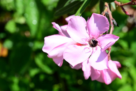 pink oleander flower in the garden on a sunny dayの写真素材