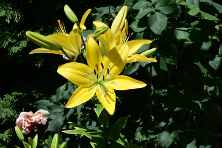 Yellow lily flowers in the garden on a sunny summer day.の写真素材