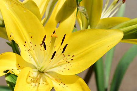Yellow lily in the garden on a sunny day close-upの写真素材