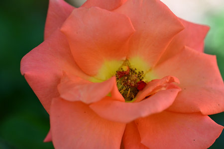 Close up of beautiful orange rose in the garden, shallow depth of fieldの写真素材