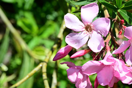pink oleander flower in the garden, closeup of photoの写真素材