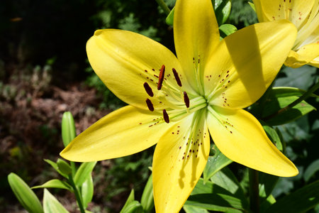 Yellow lily on a background of green foliage. Close-up.の写真素材