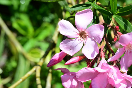 Pink oleander flowers blooming in the garden on a sunny dayの写真素材