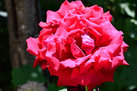 beautiful red rose in the garden, close-up of photoの写真素材
