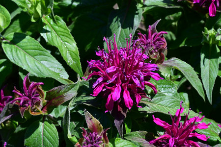 Purple flowers of Monarda (Monarda bergamot)の写真素材