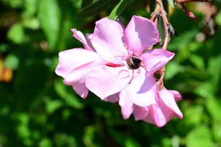 Pink oleander flower with a bee on it in the gardenの写真素材