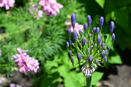 Agapanthus africanus, African Lily, African Lily, African Lilyの写真素材