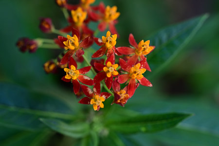 Close-up of red Ixora coccinea flower.の写真素材