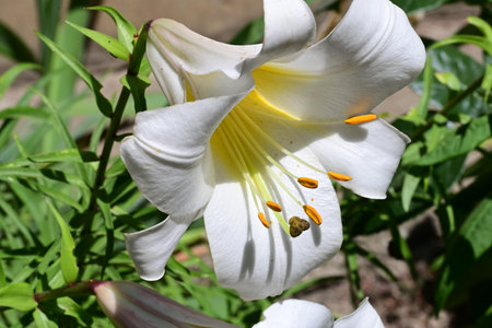 White lily in a garden, close-up, selective focusの写真素材