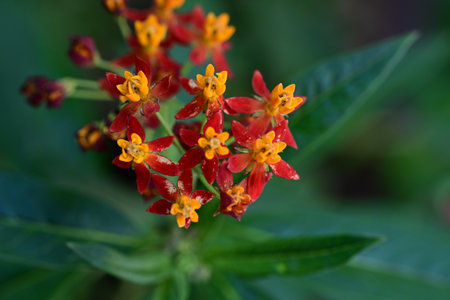 Flower of Ixora coccinea,Ixora coccineaの写真素材