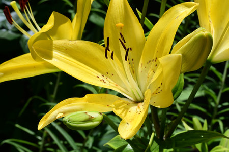 Yellow lily in the garden on a sunny day close-upの写真素材