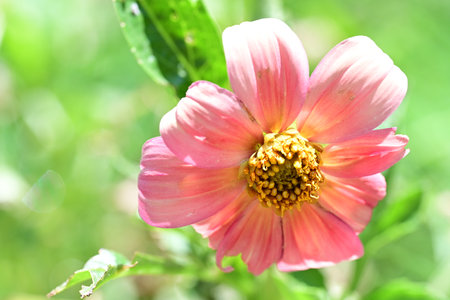 pink dahlia flower in the garden, closeup of photoの写真素材