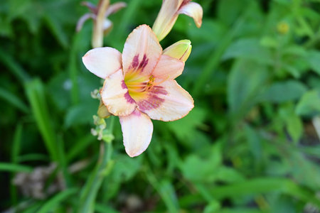 Flower of daylily, Hemerocallis fulvaの写真素材