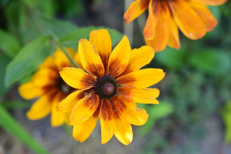 Rudbeckia flower in the garden, closeup of photoの写真素材