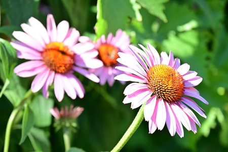 Echinacea purpurea, coneflower in summer gardenの写真素材