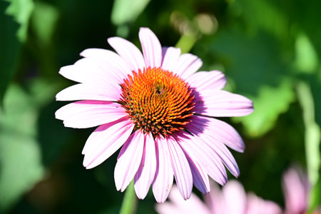 Echinacea purpurea is a species of flowering plant in the family Asteraceae.の写真素材