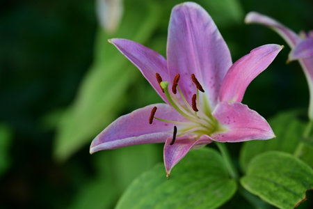 Pink lily on a green background. Close-up, macroの写真素材