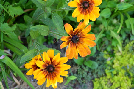 Rudbeckia hirta, also known as black-eyed Susan, is a species of flowering plant in the family Asteraceae.の写真素材