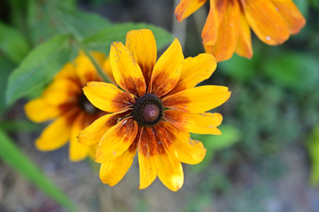 Black-eyed Susan (Rudbeckia hirta)の写真素材