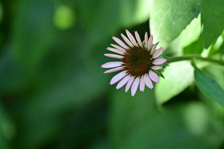 Echinacea purpurea, coneflower, medicinal plantの写真素材