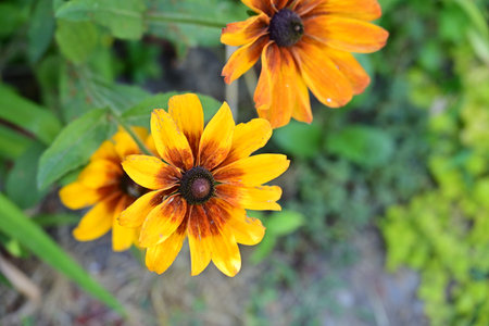 Black-eyed Susan (Rudbeckia hirta)の写真素材