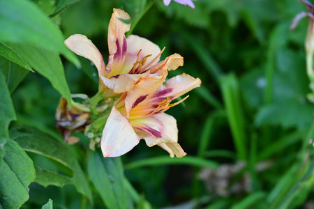 Beautiful blooming lily in the garden on a summer dayの写真素材