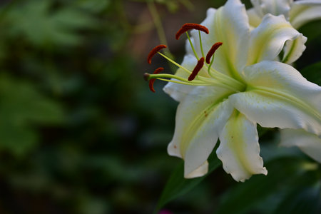 White lily flower in the garden. Shallow depth of field.の写真素材