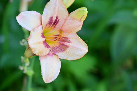 Beautiful daylily in the garden, closeup of photoの写真素材
