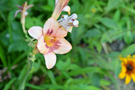 Lilium is a genus of herbaceous flowering plants in the iris family.の写真素材