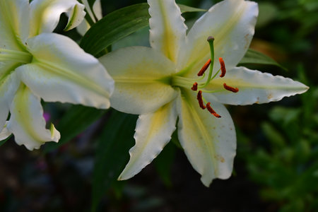 White lily flower in the garden, close-up, selective focusの写真素材